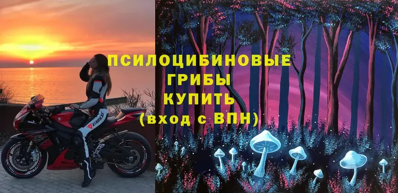 Псилоцибиновые грибы Cubensis  Майский 